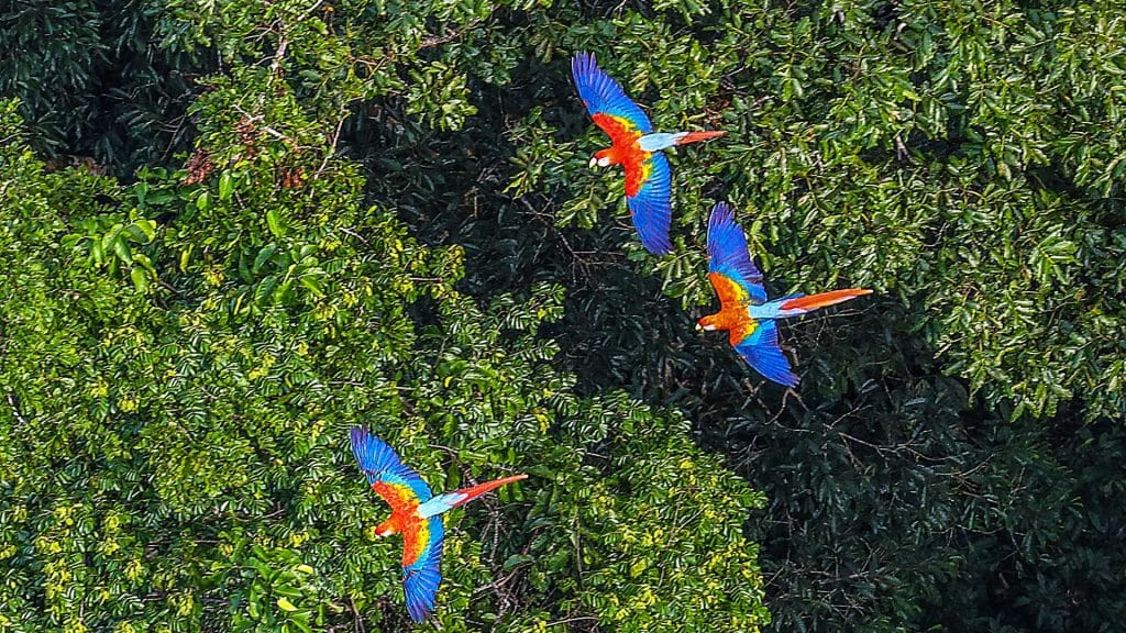 Magnifique vol de perroquets en Amazonie-voyage sur mesure avec Evoréa Voyages