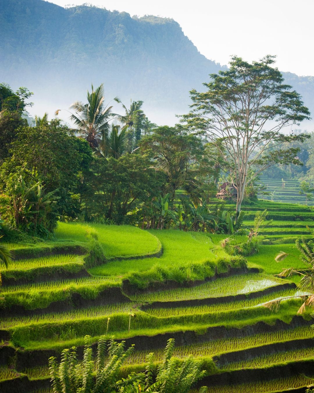 voyage sur mesure ne Thaïlande avec Evoréa Voyages- magnifique rizières de Pai