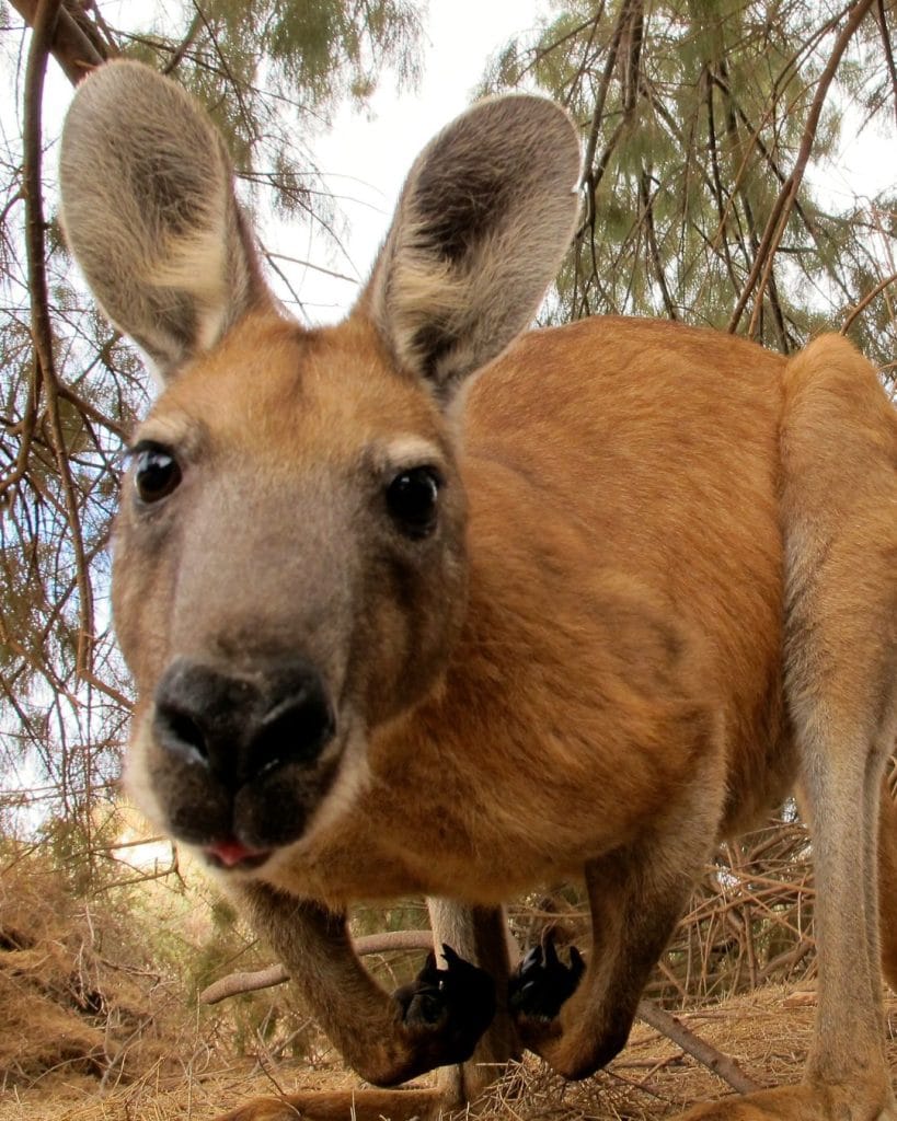 Kangourou en Australie avec Evoréa Voyages - voyage sur mesure en Australie - basé en Bretagne