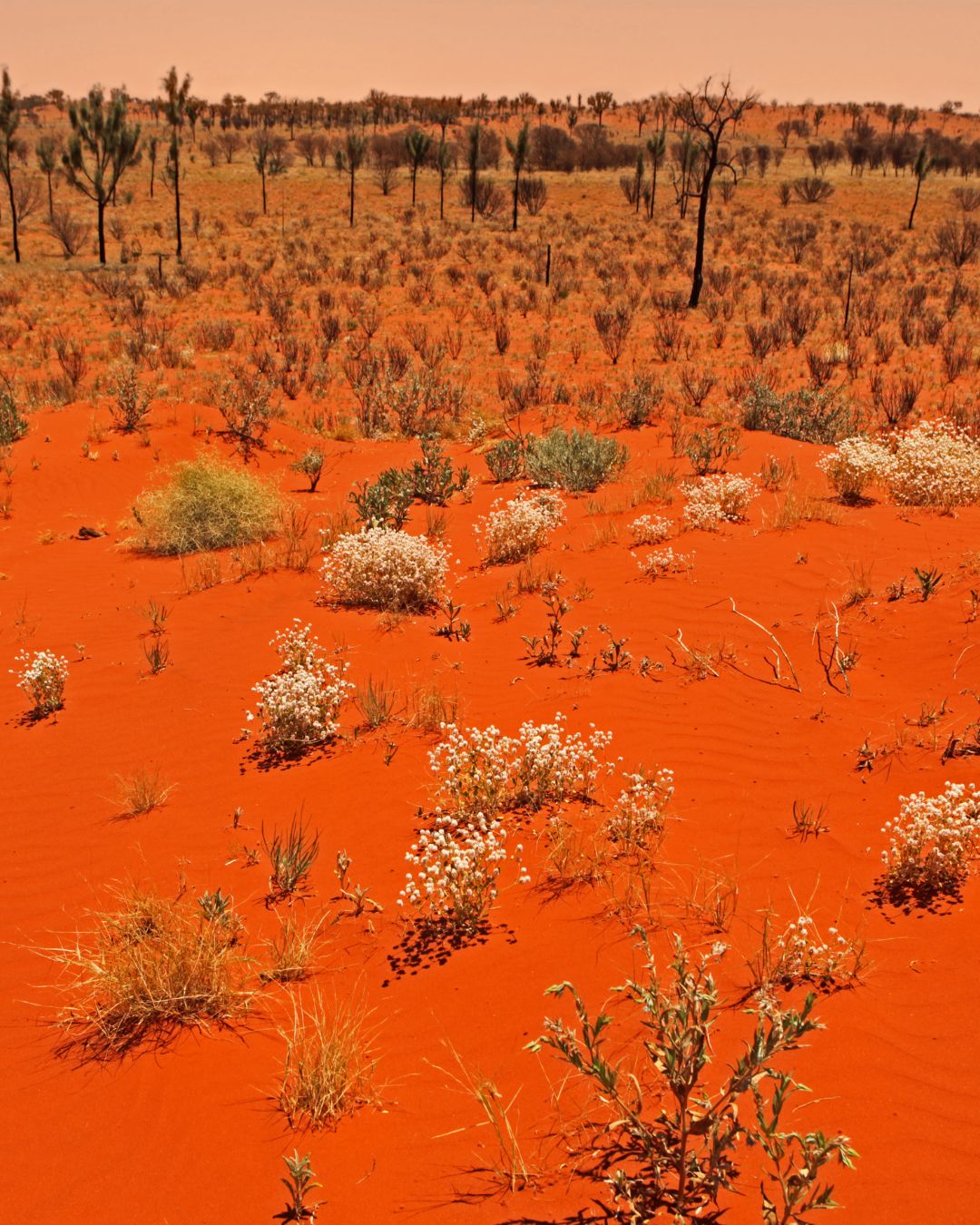 Voyage sur mesure en Australie l'Outback — Evoréa Voyages