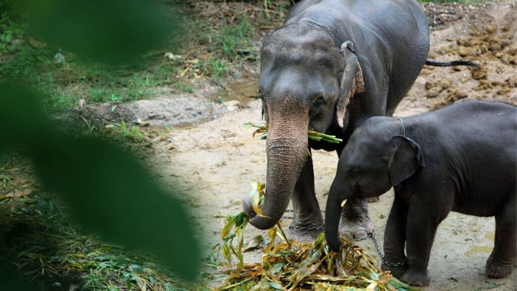 Voyage en Thaïlande en famille : découverte au sanctuaire d'éléphants près de Chiang Mai